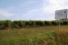 Honderd Colstocht_5